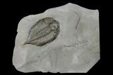 Dalmanites Trilobite Fossil - New York #147287-1